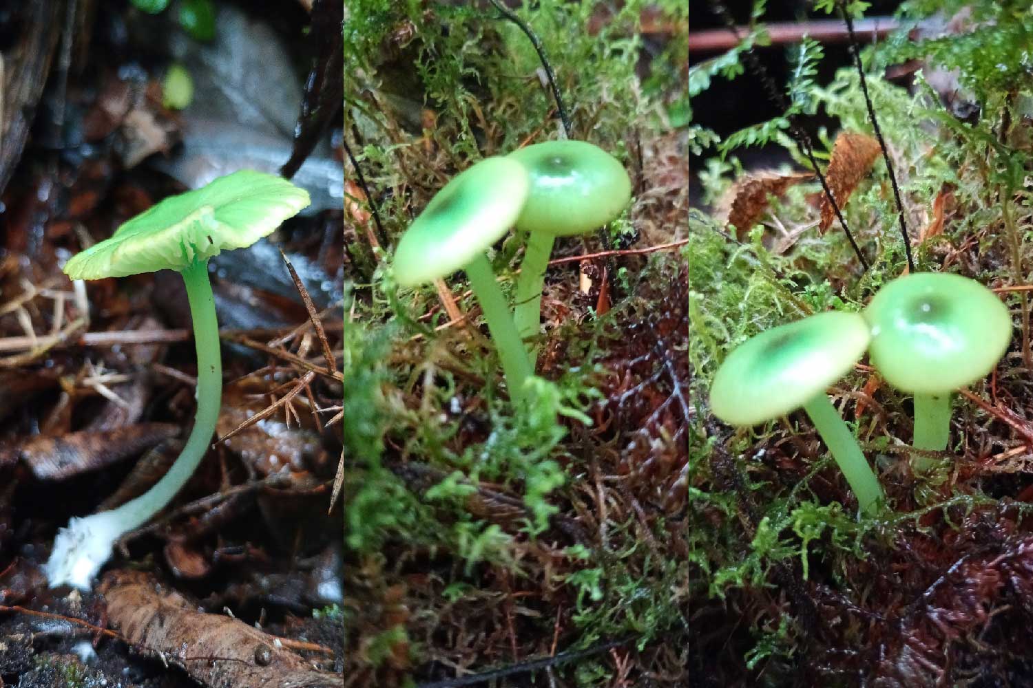 Entoloma Necopinatum (Hongo verde) - Funga Reserva ecológica Fundo Cheñue